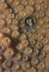 Spinyhead Blenny in Star Coral. These tiny fish inhabit t... by Pauline Jacobson 
